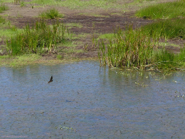 bird zipping by