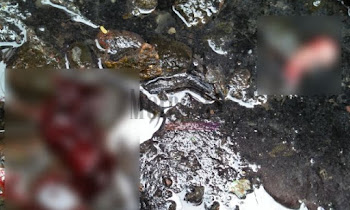 Bromo heboh! dikira anak tikus rupanya orok
