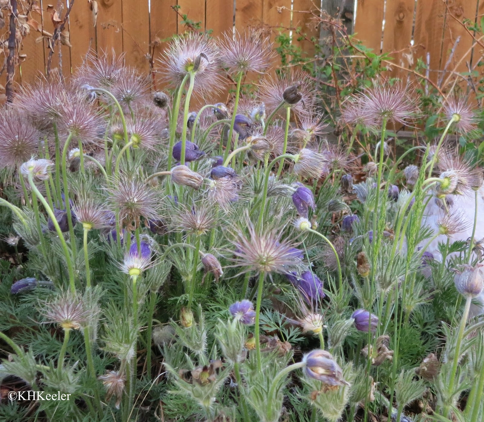 pasqueflower, Anemone patens, flowers and seed heads