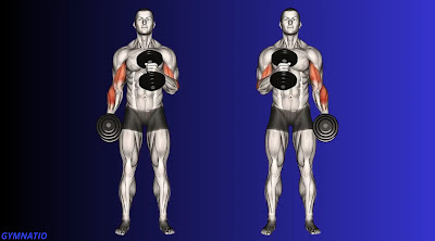 Hammer curl