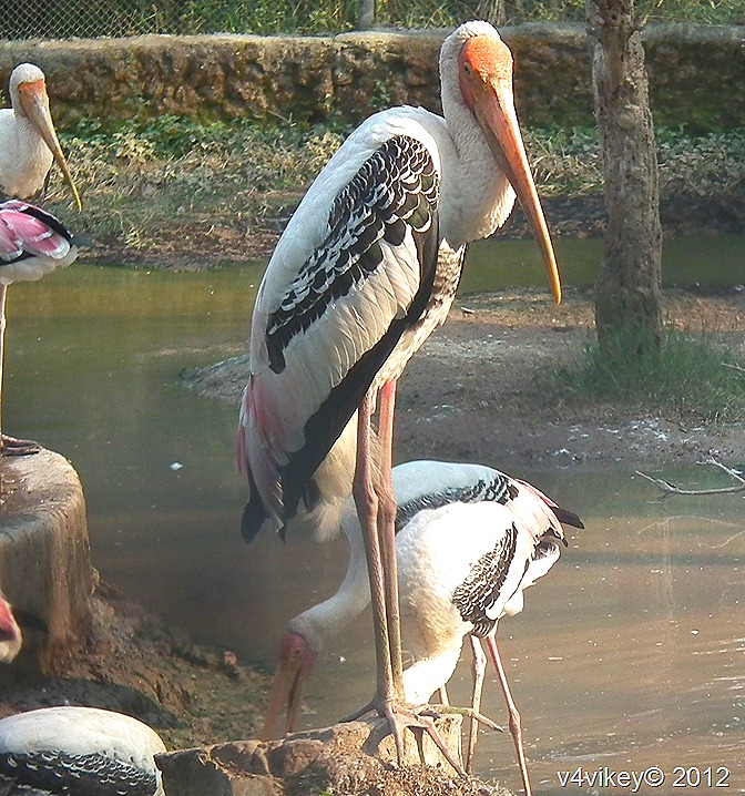 The Painted Stork–Photographs