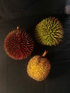 Durian kalimantan marawin, mantuala, pampakin