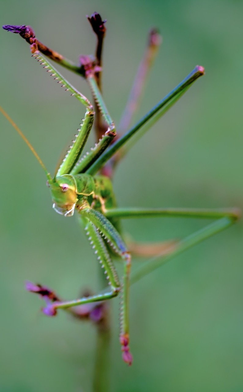 A saga pedo hanging from a reed