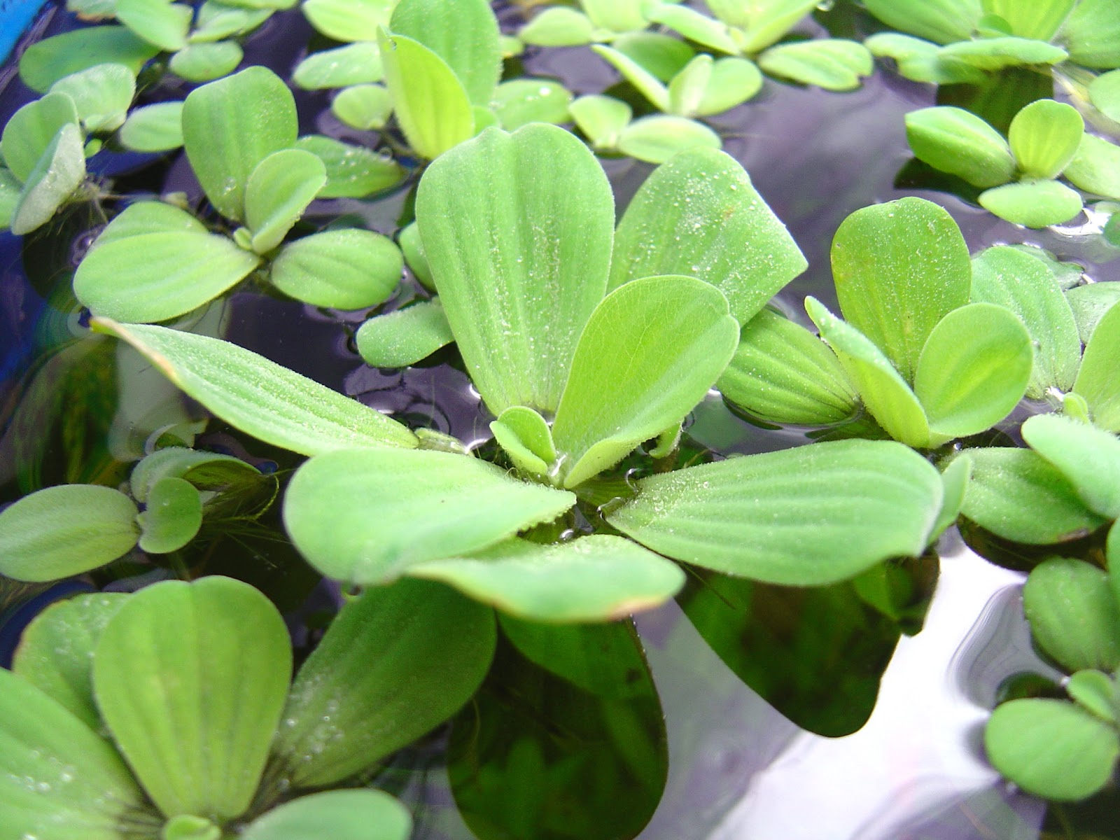 types of flowers or plants Water Lettuce Floating Plant | 1600 x 1200