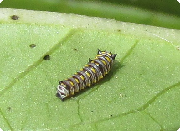 Queen Caterpillar (Danaus  gilippus)