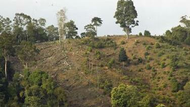 KAWASAN SELATAN PESSEL TERANCAM KONFLIK LAHAN , RIBUAN HEKTAR HUTAN BERALIH FUNGSI 