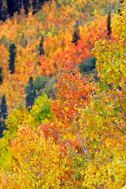 Autumn Aspen Leaves2