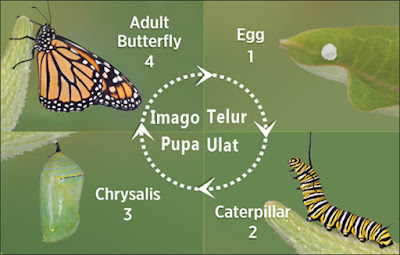 Metamorfosis Kupu Kupu : Proses, Gambar, dan Penjelasannya