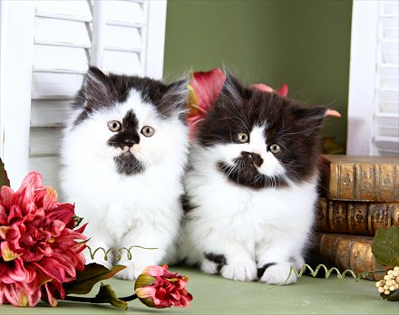 Persian cat - Gato persa