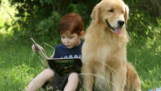 Hermosos perros Golden retriver esta raza de perros, se han convertido rápidamente en uno de los perros más populares de América