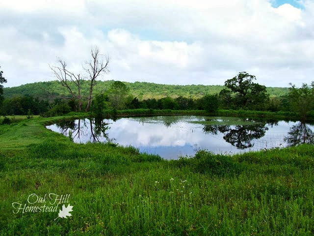 Tips for finding land for your new homestead