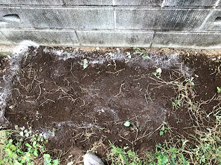 男料理を食べよう 栽培しよう ニラ栽培 ニラを半日蔭に植替えとついでの株分け