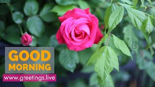 Pink-Rose-Flower-Good-Morning-orange-Text