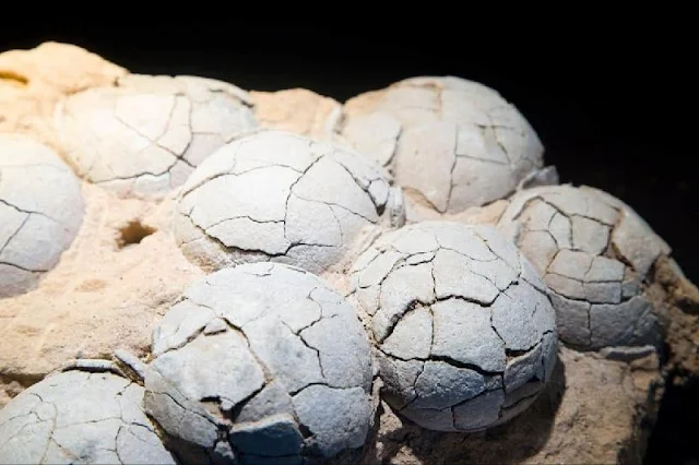 Los huevos fosilizados de titanosaurio hallados