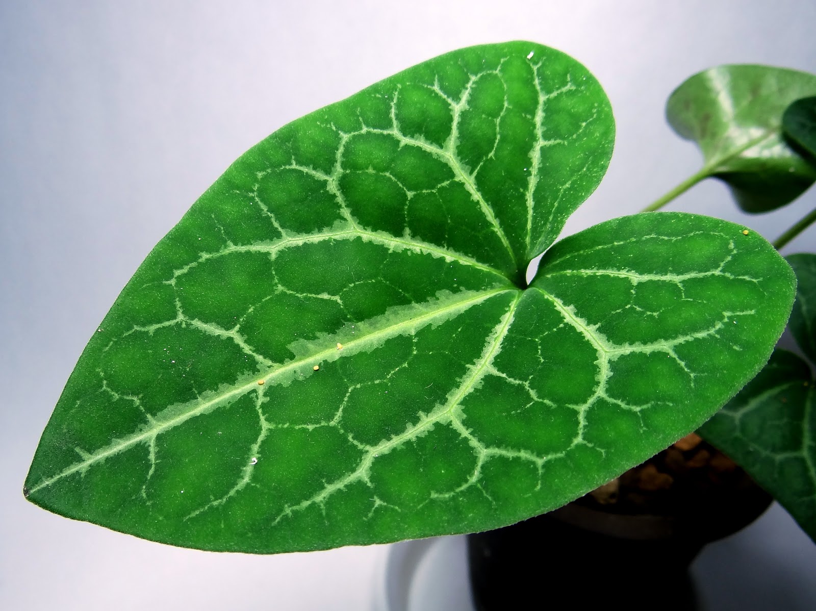 草 タイリンアオイ 亀甲縞花