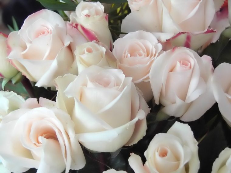 Rosas blancas