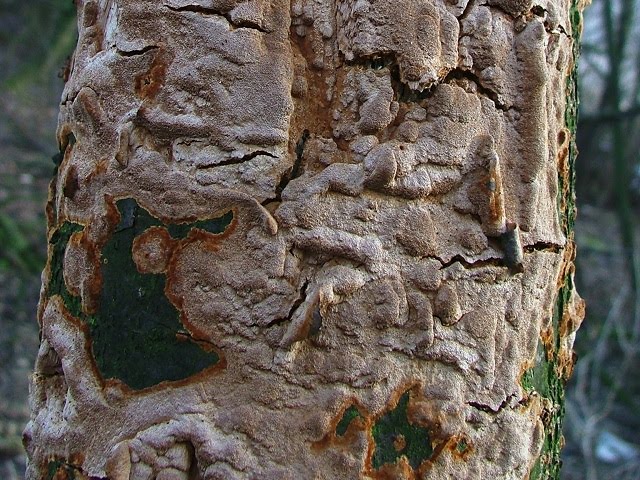 Phellinus ferruginosus