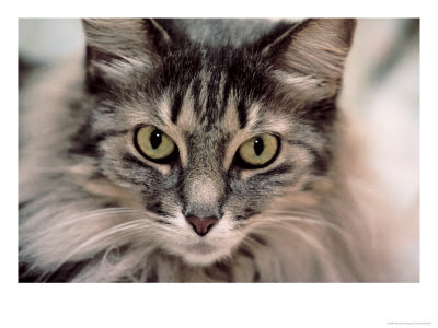 maine coon cat. This may be an example of a