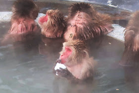 北海道 函館熱帯植物園 サル山温泉