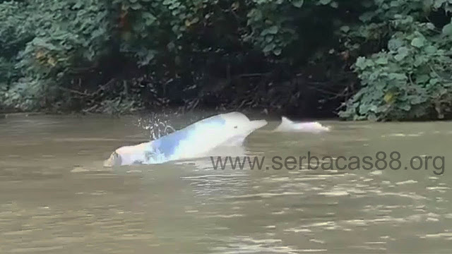 Diduga Lumba-Lumba di Sungai Kualuh Tersesat Saat Air Laut Pasang