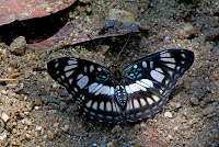 Athyma ranga