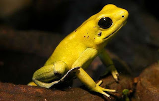 Katak panah emas beracun