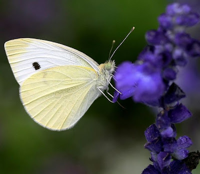 free butterfly backgrounds. free butterfly wallpaper.