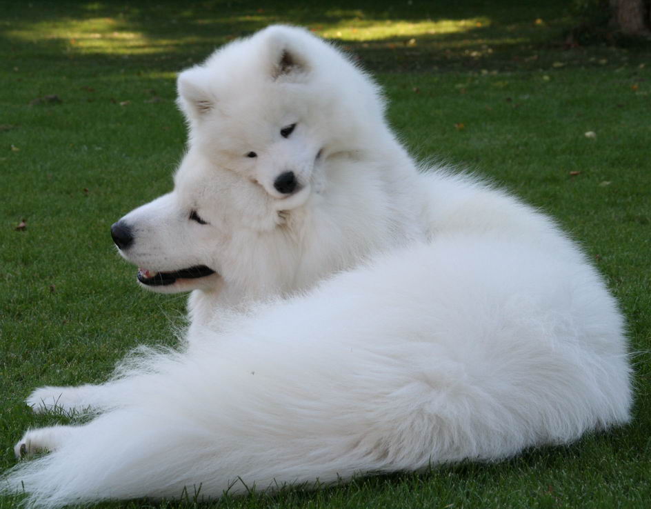 Samoyed:Pictures of Dogs and All About Dog