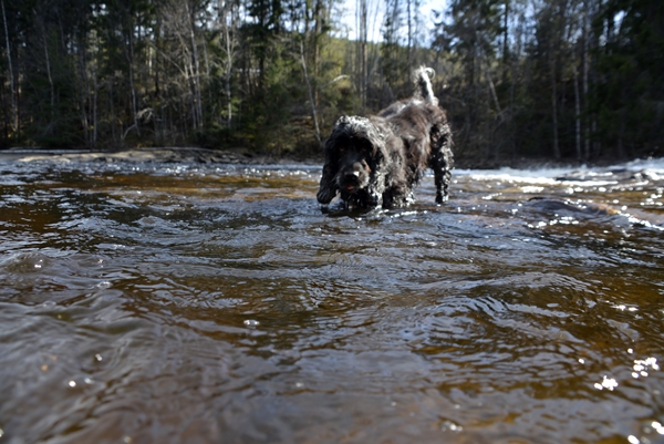 cocker spaniel