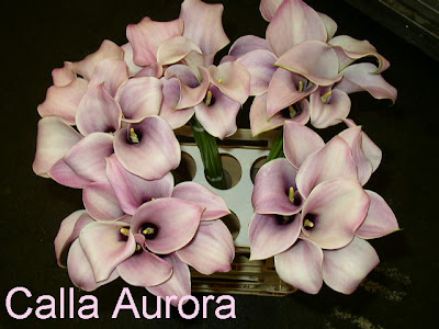 Calla Aurora images
