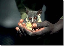 bushbaby%20with%20permission%201