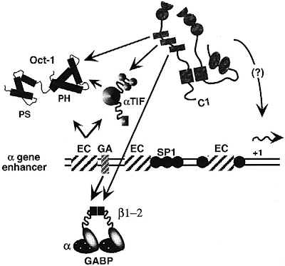 The subdomains of the Oct-1 POU-homeodomain 