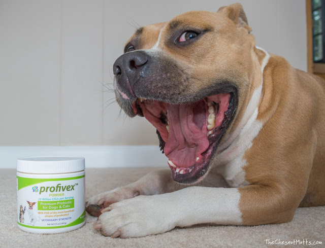 Fezzik with probiotic powder profivex