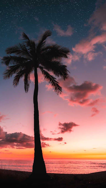 Beach, Silhouette, Palm Tree, iPhone Wallpaper is a free high resolution image for Smartphone iPhone and mobile phone.