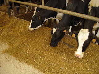 L'agriculture, en particulier l'élevage de bétail, est une source majeure de méthane