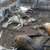 Animais têm morte misteriosa em área rural de Feira de Santana