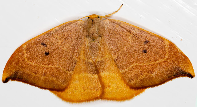 Oak Hooktip, Watsonalla binaria.  In my garden light trap on 23 August 2015.