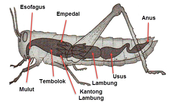 ORGAN ORGAN PENCERNAAN HEWAN  DAN FUNGSINYA Tematik Kelas 5