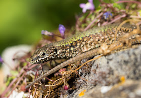 Wall Lizard - Ventnor Botanic Garden