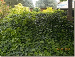 DSCN0116