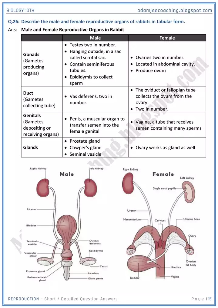 reproduction-short-and-detailed-answer-questions-biology-10th