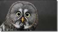 owl3