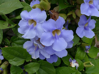 Thunbergie à grandes fleurs - Liane de Chine - Liane mauve - Thunbergia grandiflora