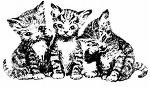 kittens3