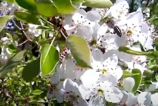 Cómo polinizar un manzano con abejas