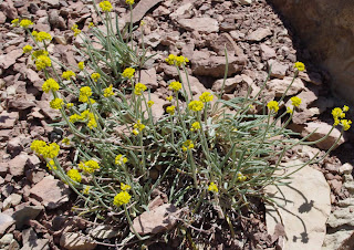 Sulfur Buckwheat Eriogonum umbellatum