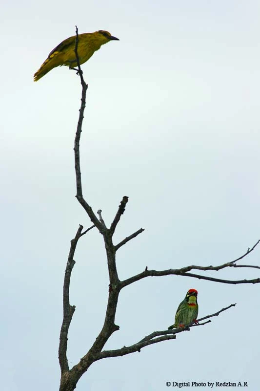 Oriole and Coppersmith Barbet