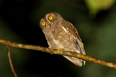 10 Jenis Burung Hantu Celepuk yang hidup di Indonesia ...