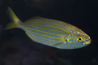 Sarpa Salpa fish