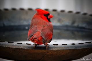 male Northern Cardinal on birdbath  photo by mbgphoto